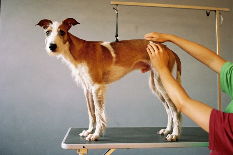 A dog standing on a grooming table being handled