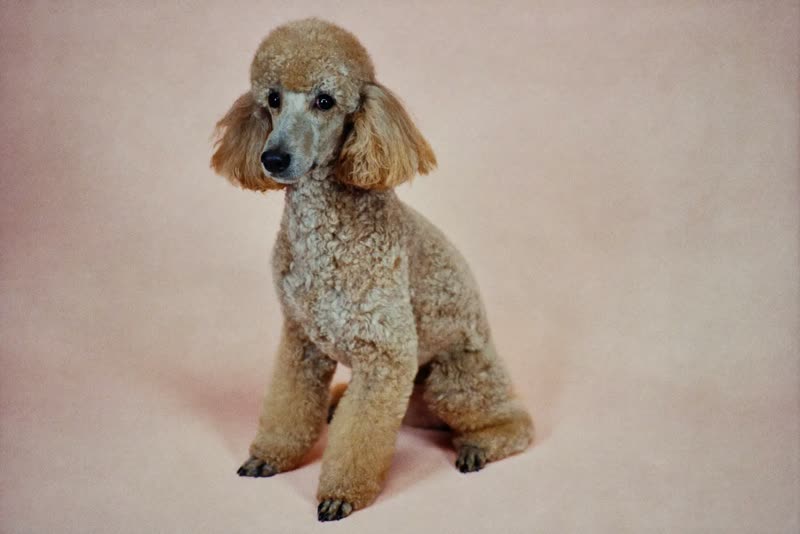 A freshly groomed poodle sitting upright