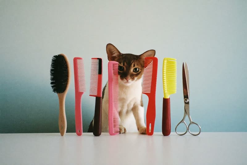 Grooming brushes, comb, clippers and scissors laid out on a clean surface