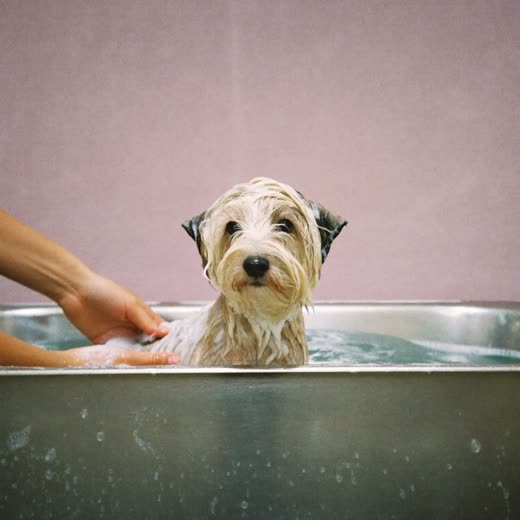 A small dog being bathed in a grooming tub