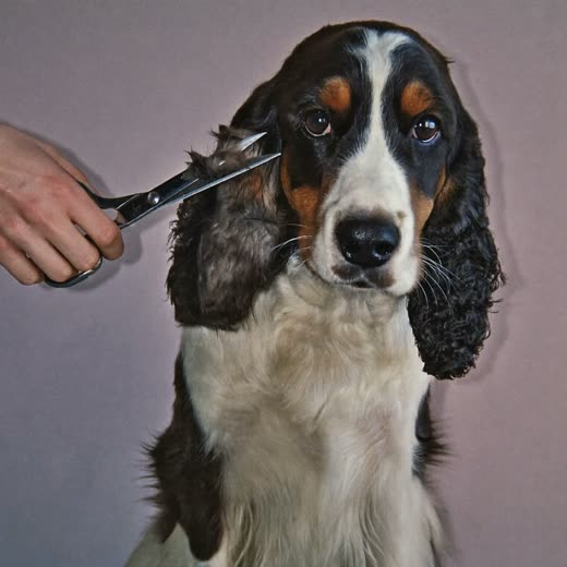 A spaniel having its coat trimmed with grooming scissors