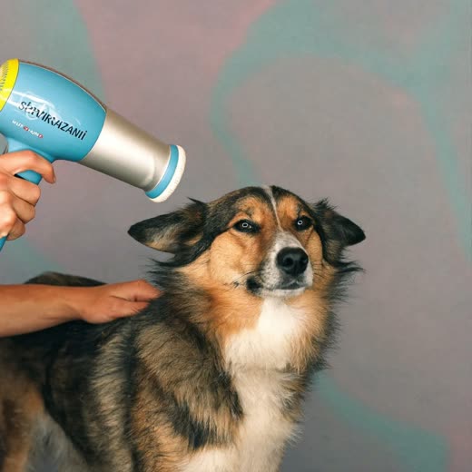 A dog being blow-dried, coat lifting in the warm air