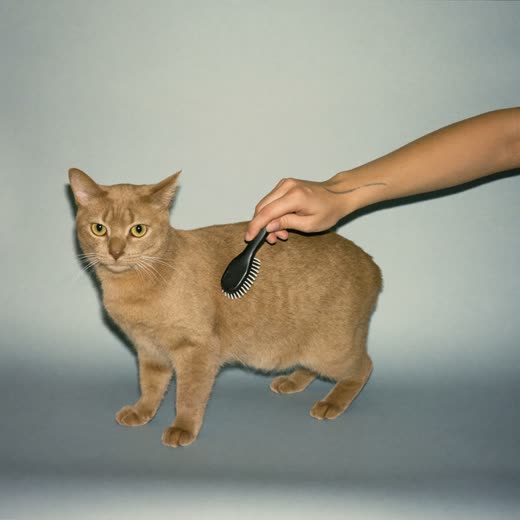 A cat being brushed with a slicker brush